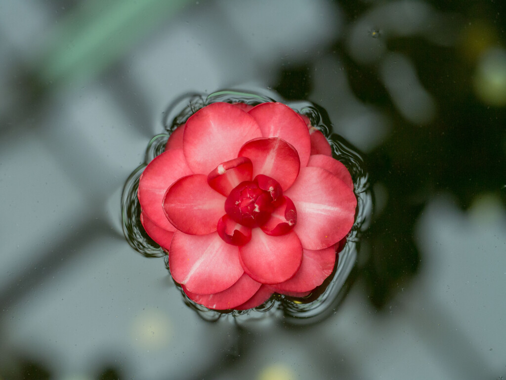 Njegovanje kose prirodnim preparatima